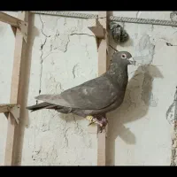 کبوتر 2عدد نر