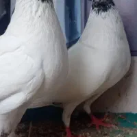 کبوتر