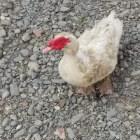 فروش اردک