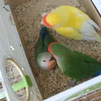 جفت طوطی برزیلی مولد با جوجه و تخم