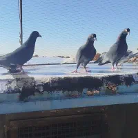 کبوتر سوراخ|پرنده|ماهان, |دیوار