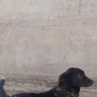 توله‌سگ‌سرابی|سگ|اسفرورین, |دیوار