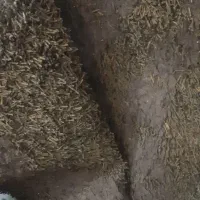 فرش خزه دار