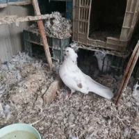 کبوتر  اس شیک و تکپر