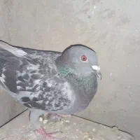 پولک ماده