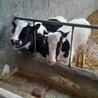 گوساله|حیوانات مزرعه|بوئین زهرا, |دیوار