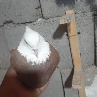 طوقی