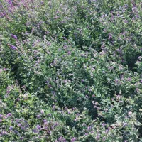 قره یونجه خشک