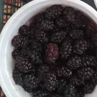 شاتوت درشت طرقبه