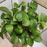 گل طبیعی پتوس شاداب
