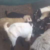 فروش ۷ راس بز پاکستانی ک ۸ راس کهره دارن ۴ راسش دو|حیوانات مزرعه|کازرون, |دیوار