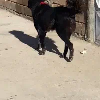 واگزاری سگ قهدریجان|سگ|رودشت (اصفهان), |دیوار