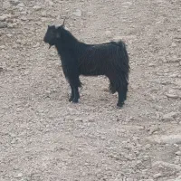 فروشی|حیوانات مزرعه|پلدختر, |دیوار