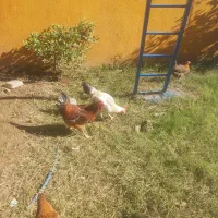 خروس محلی  جوان  دو نیم کیلو  به بالا  ۱تومن|حیوانات مزرعه|قائم‌شهر, |دیوار