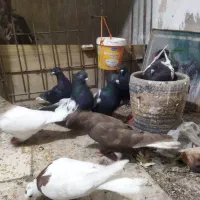 کفتر|حیوانات|مشهد, توس (بلوار توس)|دیوار