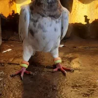 سار|پرنده|مشهد, کشاورز|دیوار
