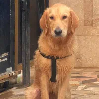 گلدن رتریور|سگ|چالوس, |دیوار