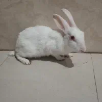 بچه خرگوش  سفید