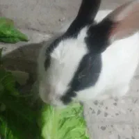 خرگوش|موش و خرگوش|نهاوند, |دیوار