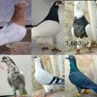 6 نر کله سرخ زرد آلمانی فری طوقی چپ سیاه ساده