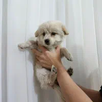 شیتزو ۲ ماهه|سگ|اسلام‌شهر, شهرک احمدیه|دیوار