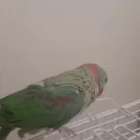 شاه‌طوطی نر|پرنده|کرج, کمال‌شهر|دیوار