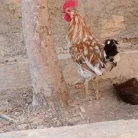خروس|حیوانات مزرعه|سرپل ذهاب, |دیوار