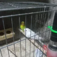 فروش مرغعشق