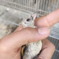 جوجه رسمی  ودورگ رسمی