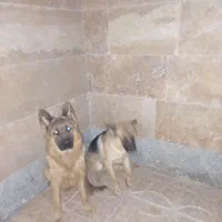 دو تا سگ ژرمن|سگ|ابهر, |دیوار