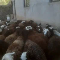 شیشک ومیش ابستن وزاییده|حیوانات مزرعه|ملایر, |دیوار