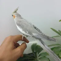 عروس هندی نر نیمه دستی|پرنده|قم, اسمعیل آباد|دیوار