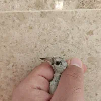 جوجه سهره دارابی اصیل معاوضه با قناری ، سهره قناری