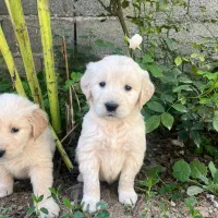 توله نژاد گلدن، اصالت اسکاتلندی باهوش|سگ|رشت, سعدی (تختی)|دیوار