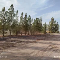 کبوتر غریب گرفتم