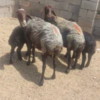 دوعددمیش زاییده بفروش میرسد