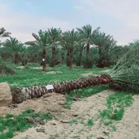 پالم نخل.فنیکس.پالم بادبزنی.باغ.زمین ویلا