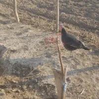 بوقلمون ماده هم‌مناسب داشت هم سر بریدن