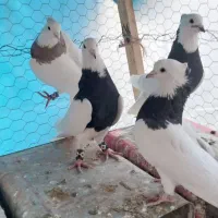 کبوتر.کفتر. طوقی|پرنده|رودشت (اصفهان), |دیوار