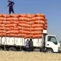 خرید و فروش انواع کاه گندم وکاه جو و..