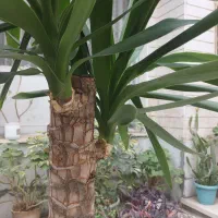 یوکا تزیینی|گل و گیاه طبیعی|رشت, استادسرا|دیوار