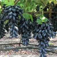 فروش ویژه نهال انگور اصلاح شده و پر بازده