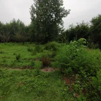 زمین ۱۶۵ متری بافت مسکونی چسبیده جنگل/لفور