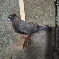 طاووسی پاکستانی