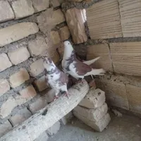 نر کله دم سبز شمرونی ماده سفید نر شازده ومادهذسرخ|پرنده|اصفهان, دانشگاه اصفهان|دیوار