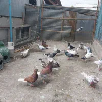 فروش ۲۷ عدد کبوتر غریب گرفته