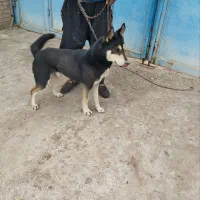 سگ بسیارباهوش