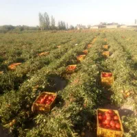 ربگوجهمرغوبکاملابهداشتی.فله|خوردنی و آشامیدنی|تبریز, |دیوار