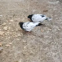 یجفت کله ای نروماده