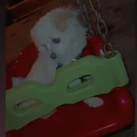 سگ  پامرماده